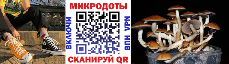 блэк спрут зеркало  Ужур  Псилоцибиновые грибы GOLDEN TEACHER 